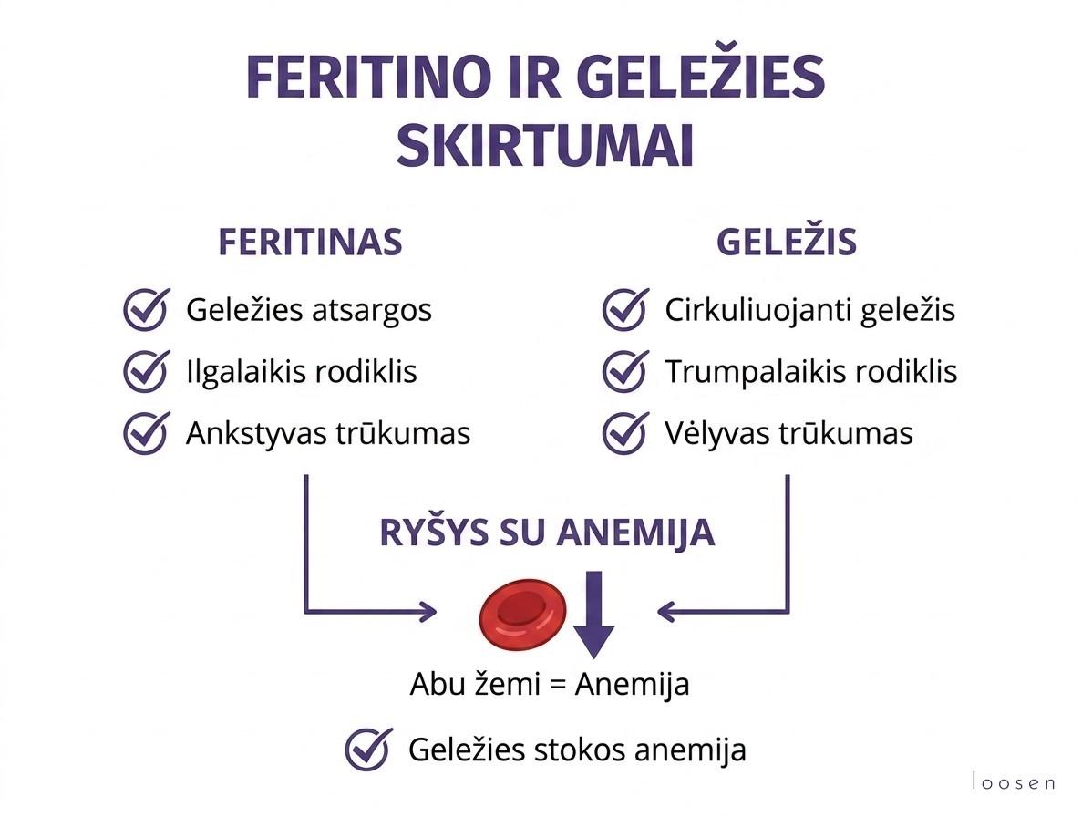 Feritino trūkumas: simptomai, priežastys, normos ir kaip jį pakelti Feritino ir geležies skirtumai bei ryšys su anemija infografikas